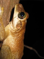 Osteocephalus taurinus