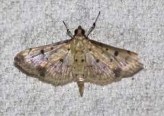 Herpetogramma cynaralis