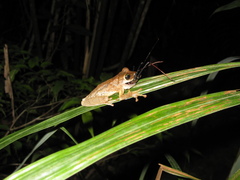 Osteocephalus taurinus