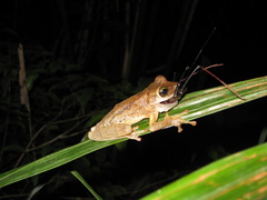 Osteocephalus taurinus