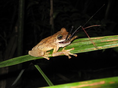 Osteocephalus taurinus