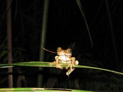 Osteocephalus taurinus