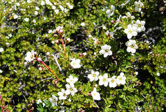 Escallonia virgata