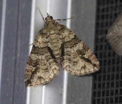 Polyclysta hypogrammata