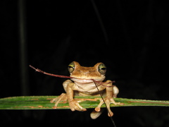 Osteocephalus taurinus