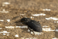 Nyctoporis cristata