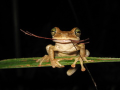Osteocephalus taurinus