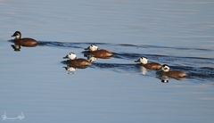Oxyura leucocephala