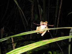 Osteocephalus taurinus