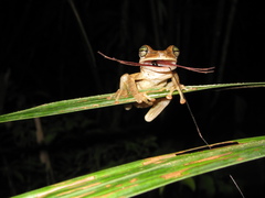 Osteocephalus taurinus