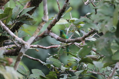 Jacamerops aureus