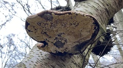 Trichoderma pulvinatum