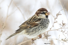 Spanish Sparrow - Photo (c) ksondas, some rights reserved (CC BY-NC), uploaded by ksondas