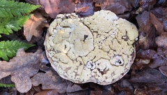 Trichoderma pulvinatum