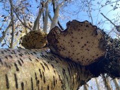 Trichoderma pulvinatum