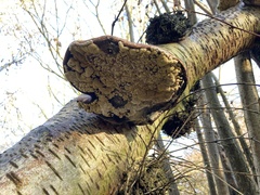 Trichoderma pulvinatum