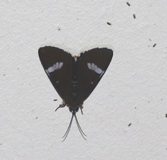 Argyrolepidia aequalis
