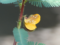 Sesbania cannabina