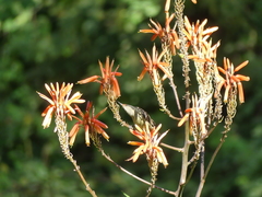 Chalcomitra amethystina