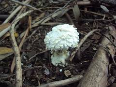 Amanita foetens