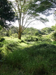 Vachellia xanthophloea
