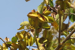 Terminalia elliptica