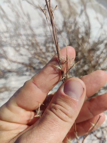 Image of Gulf Bluestem (Schizachyrium maritimum) by (c) Scott Allen Davis, some rights reserved (CC BY)