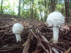 Amanita foetens
