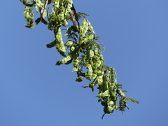 Vachellia xanthophloea