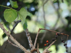 Erythrina lysistemon