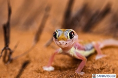 Pachydactylus rangei