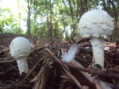 Amanita foetens