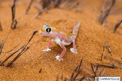 Pachydactylus rangei