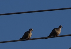 Streptopelia decaocto