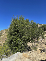 Quercus devia