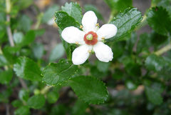 Escallonia serrata