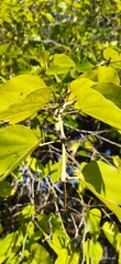 Bauhinia forficata