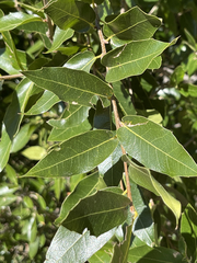 Quercus devia