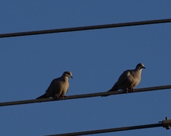Streptopelia decaocto