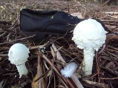 Amanita foetens