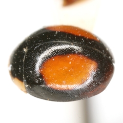 Hyperaspis rivularis