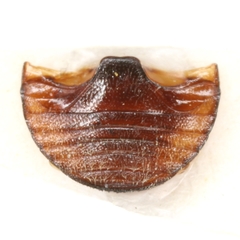 Hyperaspis rivularis