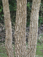 Erythrina abyssinica
