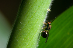 Orasema costaricensis