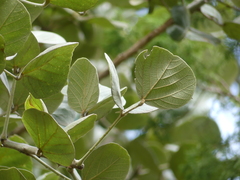 Erythrina abyssinica