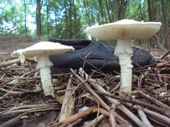 Amanita foetens