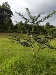 Vachellia xanthophloea
