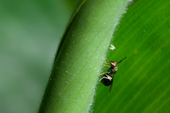 Orasema costaricensis