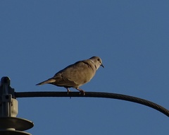 Streptopelia decaocto