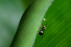 Orasema costaricensis